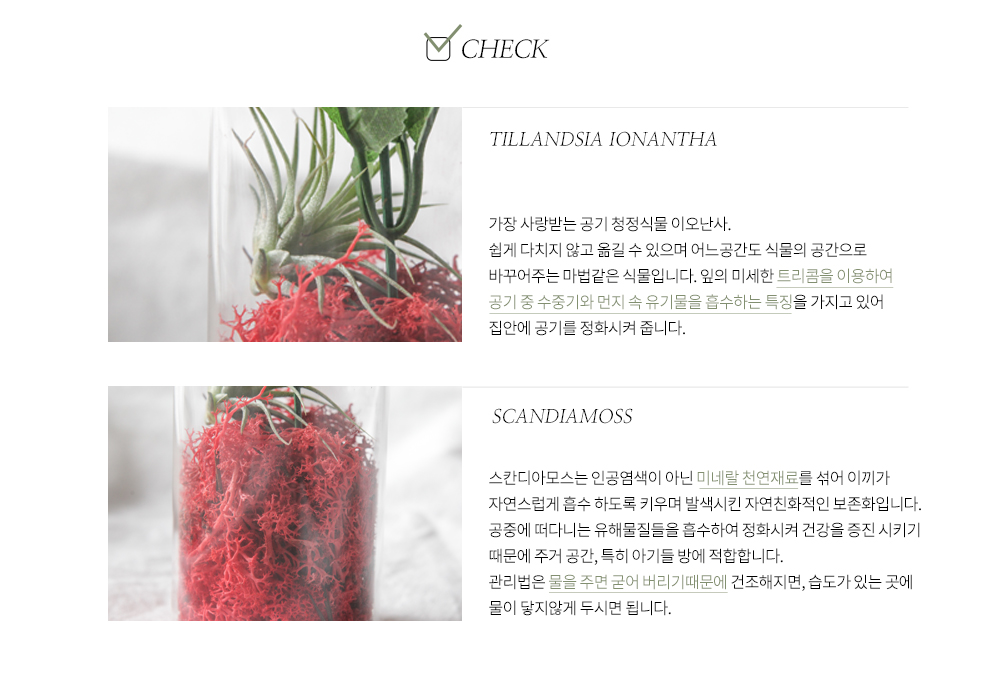 카네이션이벤트설명